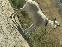母山羊, Goats — 照片 2