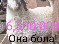 Қошқар, Қойлар — 4-сурет