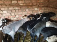 كبش, Hissar sheep — الصورة 1