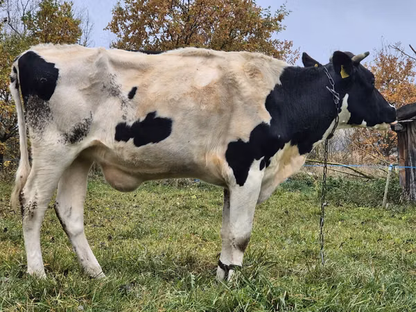 Kuh, Russian Black pied cattle