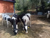 Buqa, Gollandiyalik zot — 2-rasm