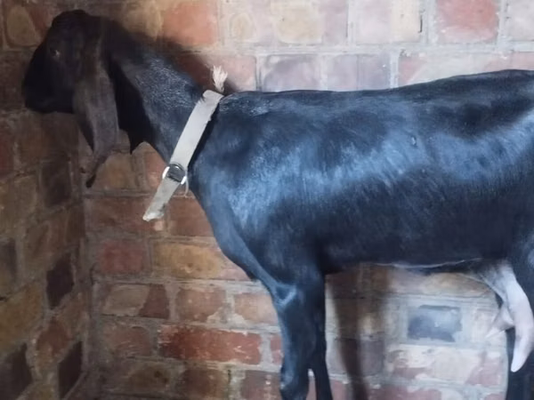 Ziege, Nubian Goat — Kirgisistan