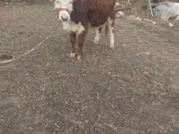 Bulle, Simmental cattle — Foto 4