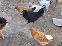 Chickens — फ़ोटो 1