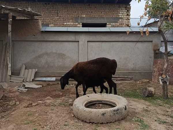 Sheep, Sheep