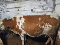 Kuh, Latvian Blue cattle — Foto 3
