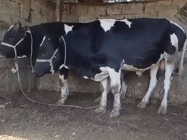 أبقار (دفعة، الجنس غير محدد), Russian Black pied cattle — كازاخستان