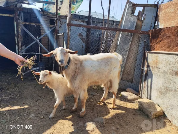 عنزة, Saanen goat — أوزبكستان