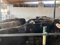 Bulle, Swiss cattle — Foto 5
