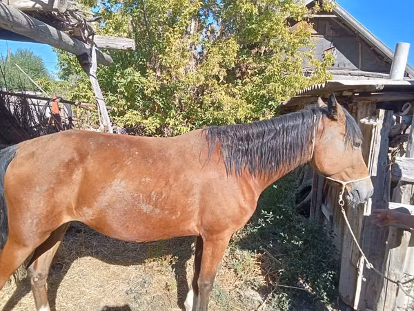 فرس, Kazakh horse — كازاخستان