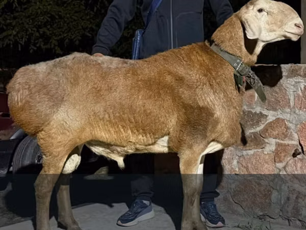 نعجة, الأغنام — قيرغيزستان