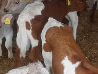 Toro, Simmental cattle — foto 2