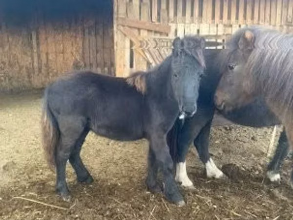 Бие, Shetland Pony