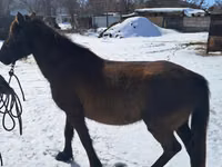 Toychoq, Kazakh horse — 2-rasm