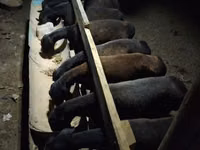 أغنام (دفعة، الجنس غير محدد), Hissar sheep — الصورة 1