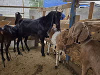 Ziegenbock, Kamori goats — Foto 3