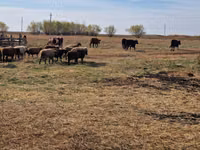 Сиыр, Swiss cattle — 4-сурет
