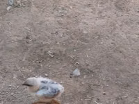 Chickens — 4-rasm