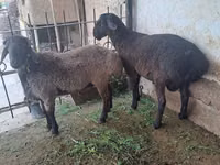 Carnero, Ovejas — foto 5