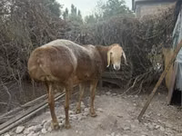 Кочкор, Эдильбай койу — сүрөт 5