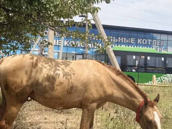 Ат, Дон тукуму — Казакстан