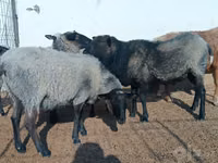 نعجة, Romanov sheep — الصورة 5