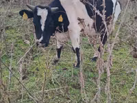 सांड, Russian Black pied cattle — फ़ोटो 3