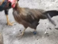 Chickens — Foto 2