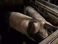 Säue, Schweine — Foto 4