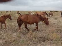 Yegua, Mugalzhar horse — foto 5