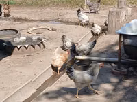 Chickens — Foto 6