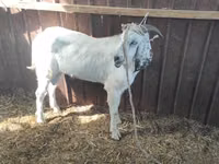 تيس, Beetal goats — الصورة 2