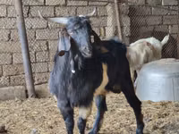 تيس, الماعز — الصورة 2