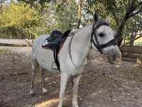 Hengst, Kazakh horse — Foto 6