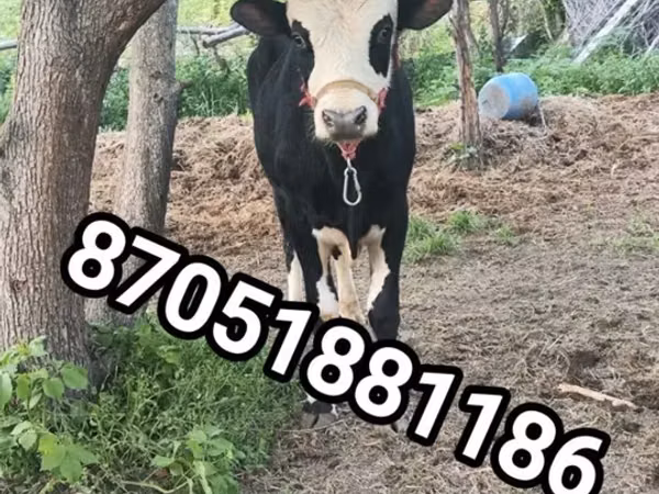 Bulle, Simmental cattle