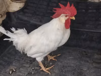 Chickens — Foto 1