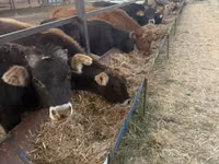 Toro, Swiss cattle — foto 2