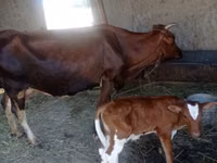 Kuh, Simmental cattle — Foto 2