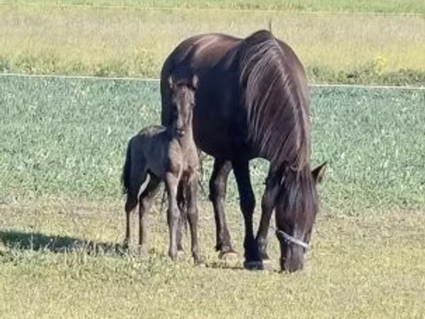 Hengst, Hucul pony