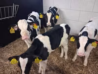 Bulle, Russian Black pied cattle — Foto 7