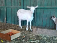 Ziege, Saanen goat — Foto 6