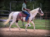 घोड़ा, National Show Horse — फ़ोटो 5