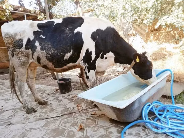 Rinder (Partie, Geschlecht nicht angegeben), Russian Black pied cattle — Usbekistan