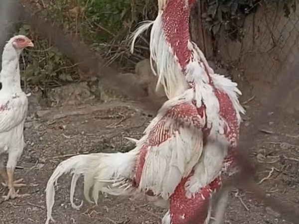 长门鸡