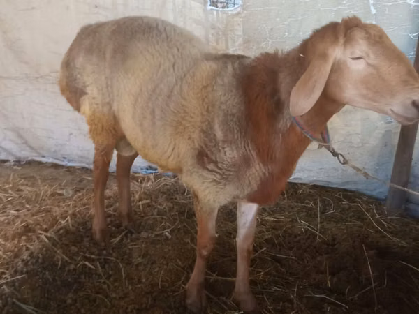 Carnero, Arashan sheep — Kirguistán