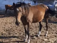 Pferde (Partie, Geschlecht nicht angegeben), Thoroughbred horse — Foto 2