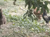 Japanisches Bantam — Foto 4