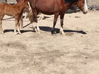 Yegua, Kazakh horse — foto 3