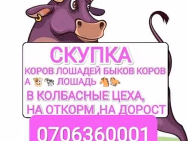 Бык, Коровы — Кыргызстан