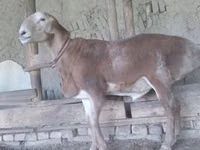 Widder, Edilbay sheep — Foto 3